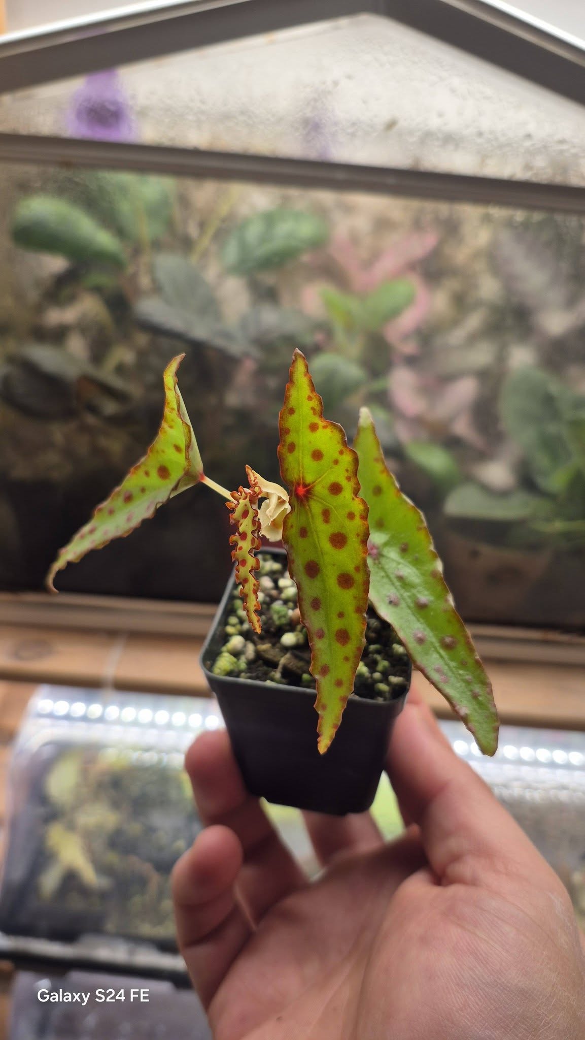 Begonia amphioxus